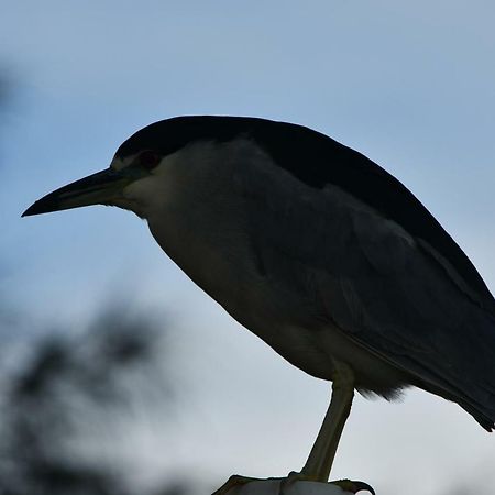 Pousada Barra Sul Laguna Bagian luar foto