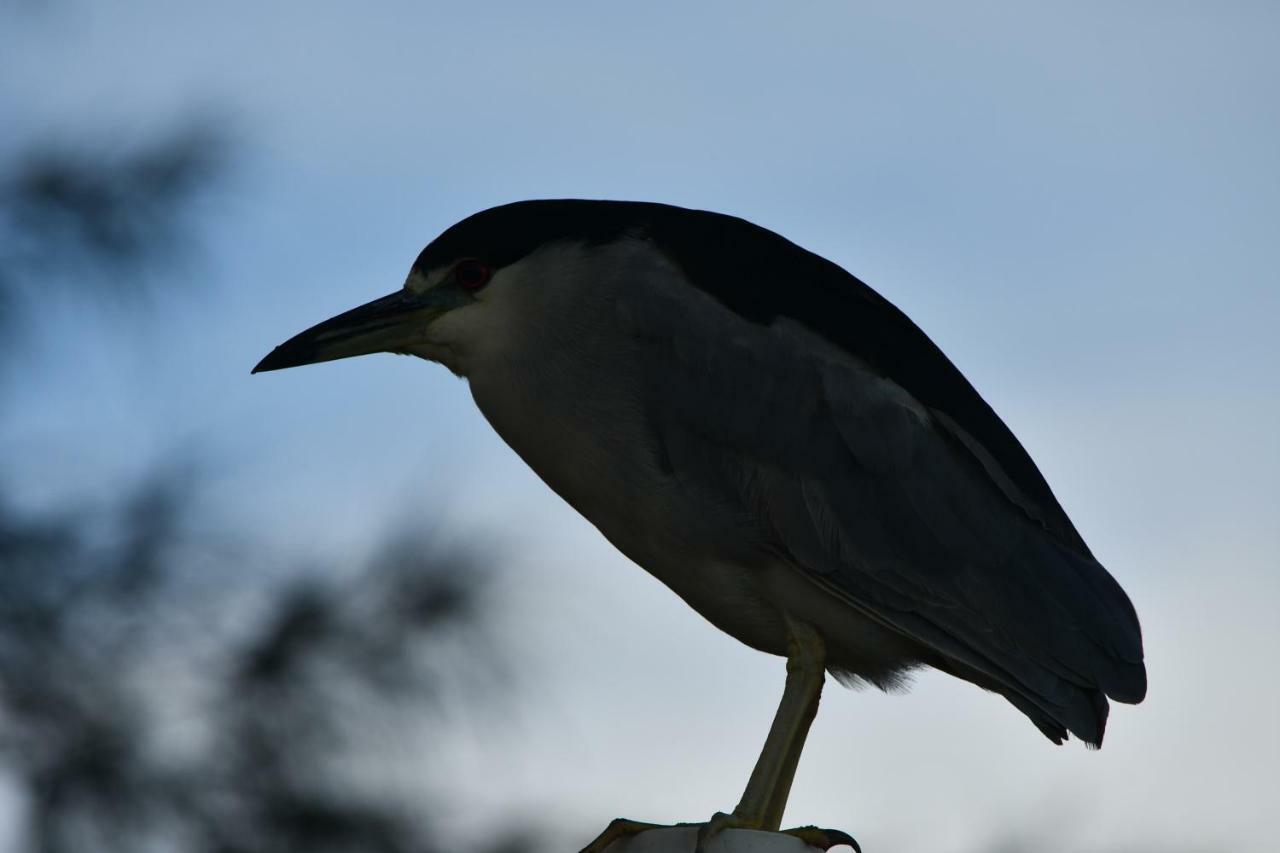 Pousada Barra Sul Laguna Bagian luar foto